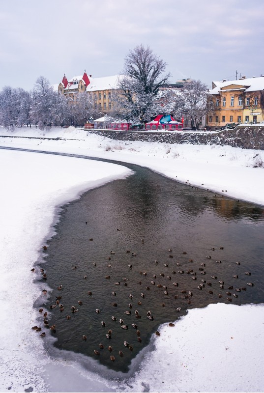 Uzhgorod, Ukraine - February 5, 2010: flock of ducks on the frozen River Uzh. Lovely cityscape of Uzhgorod town near the Theater square in winter