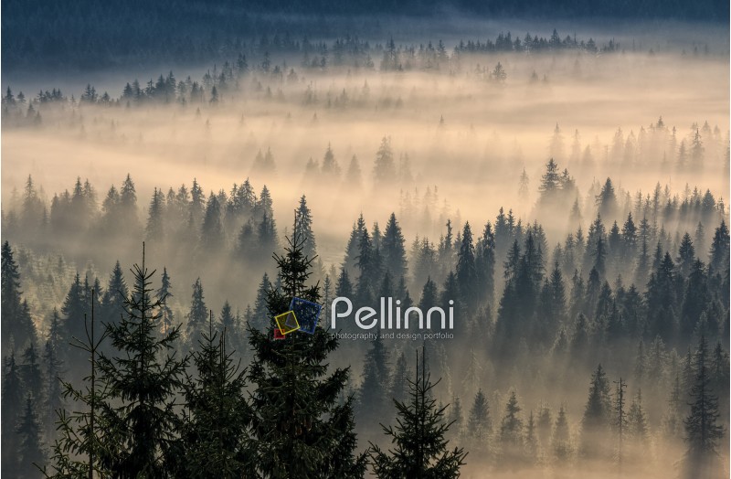 flock of sheep on the meadow on hillside near the fir forest in mountains of Romania at sunrise