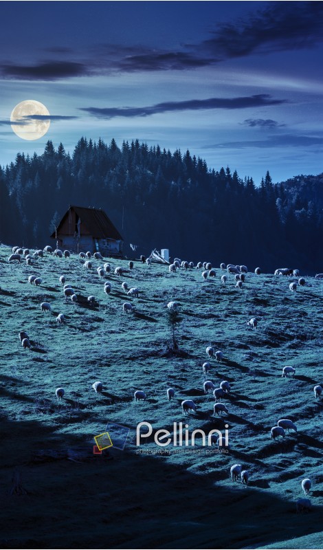 flock of sheep on the meadow on hillside near the fir forest in mountains of Romania at night in full moon light
