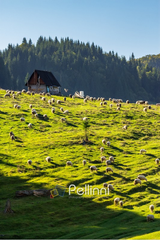 flock of sheep on the meadow on hillside near the fir forest in mountains of Romania
