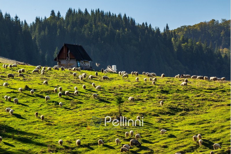 flock of sheep on the meadow on hillside near the fir forest in mountains of Romania