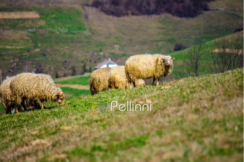 rural landscape with flock of sheep on the hillside meadow in Carpathians