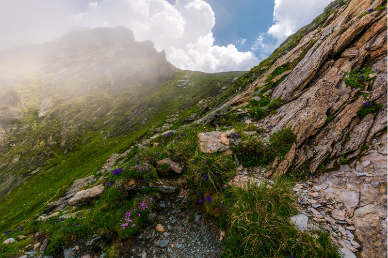 flowers and grass on rocky cliffs in fog. beautiful nature scenery in Fagarasan mountains on a cloudy summer day