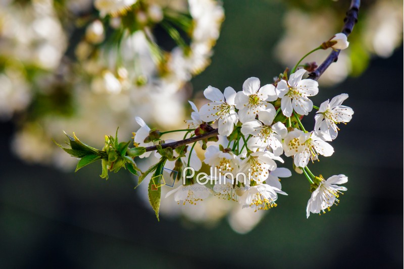 twig with white flowers of apple tree on a blurred background of pink leaves