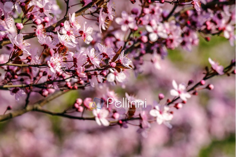 twig with pink flowers of apple tree on a blurred background of fruit garden