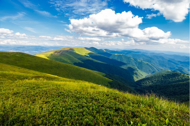 fluffy clouds over the mountain ridge. gorgeous summer landscape of Carpathian alps. fresh and green environment concept. beautiful travel background