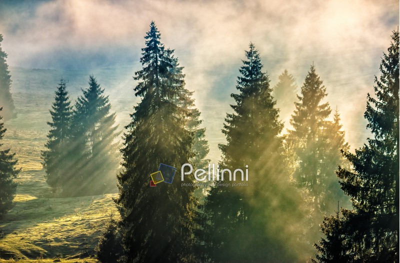 morning fog in conifer forest in warm sun light