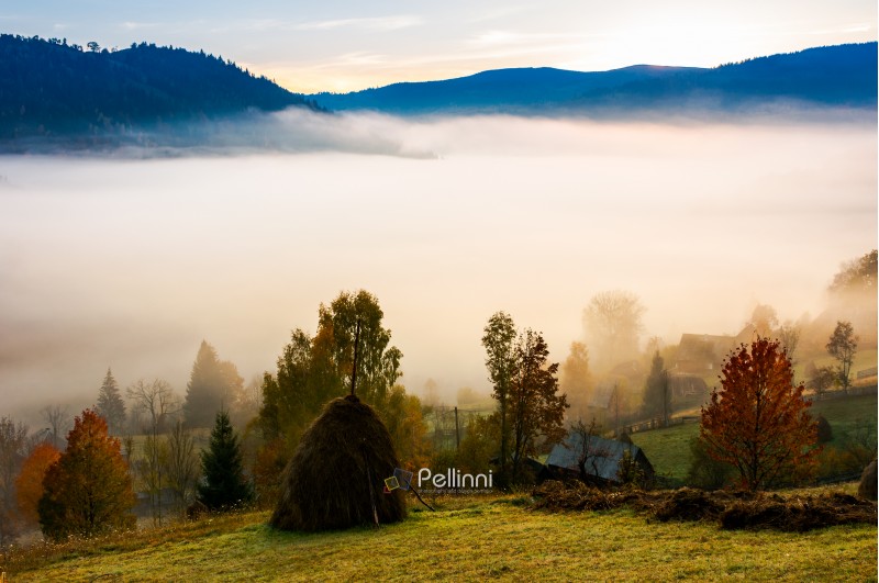fog in the rural valley. gorgeous sunrise in autumn mountains. haystack trees on the grassy hill