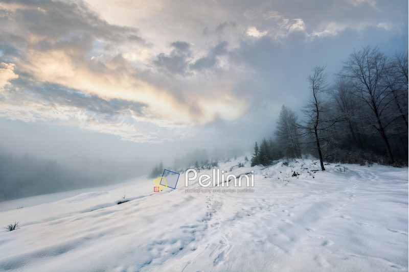 morning fog in spruce forest on a snowy meadow in winter sunrise