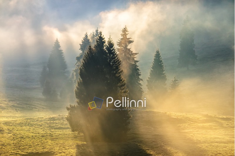 cold morning fog with hot sunrise in conifer forest in  mountains of Romania