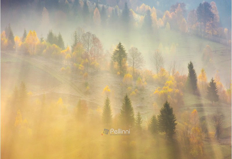 fog over the forest in morning light. beautiful nature background. trees with yellow foliage on rolling hills in autumn. amazing atmosphere in Carpathian mountains