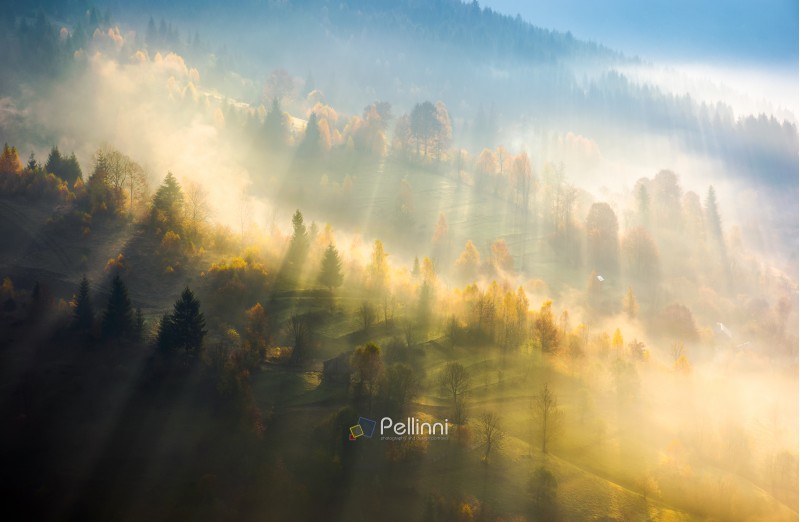fog over the forest in morning light. beautiful nature background. trees with yellow foliage on rolling hills in autumn. amazing atmosphere in Carpathian mountains