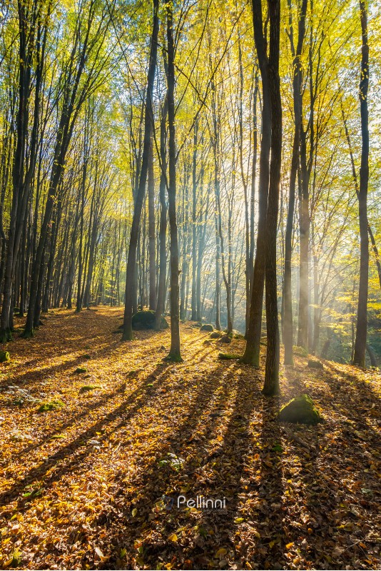 foggy morning in autumn forest. beautiful light through fog among the trees in yellow foliage