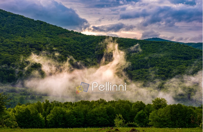 mountain ridge in fog. green forest on hillside in springtime. mysterious weather at sunrise