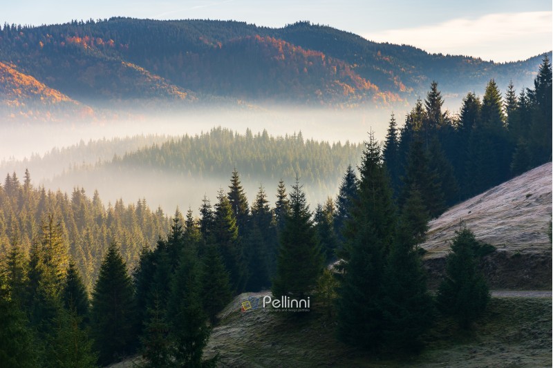 foggy sunrise in autumn mountains. beautiful nature scenery in morning light. spruce forest on the slope of a hill. wonderful mountain landscape of Romania