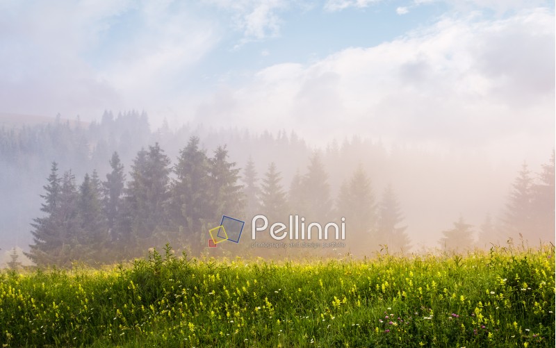 foggy sunrise in spruce forest. gorgeous summer scenery on a grassy meadow with wild herbs