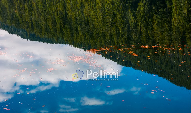 beautiful nature background of foliage on the water reflecting spruce forest