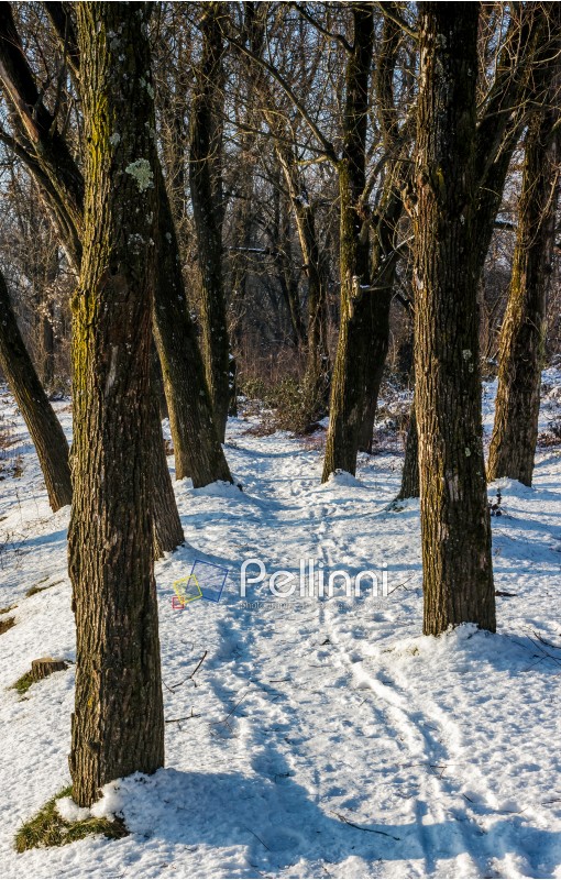 empty footpath in winter forest