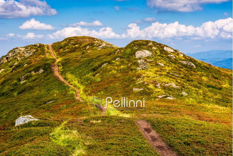 winding footpath through meadows with rocks on the hillside of Carpathian mountain range. Beautiful summer landscape