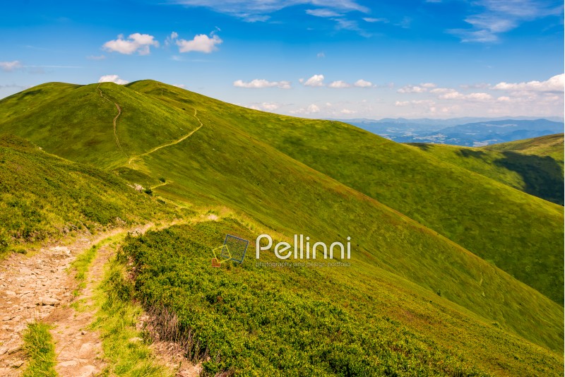 summer mountain landscape. footpath uphill through the ridge to the peak. beautiful Carpathian nature scene