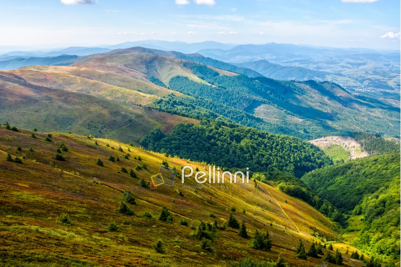 slope of mountain range with forest and colorful meadow