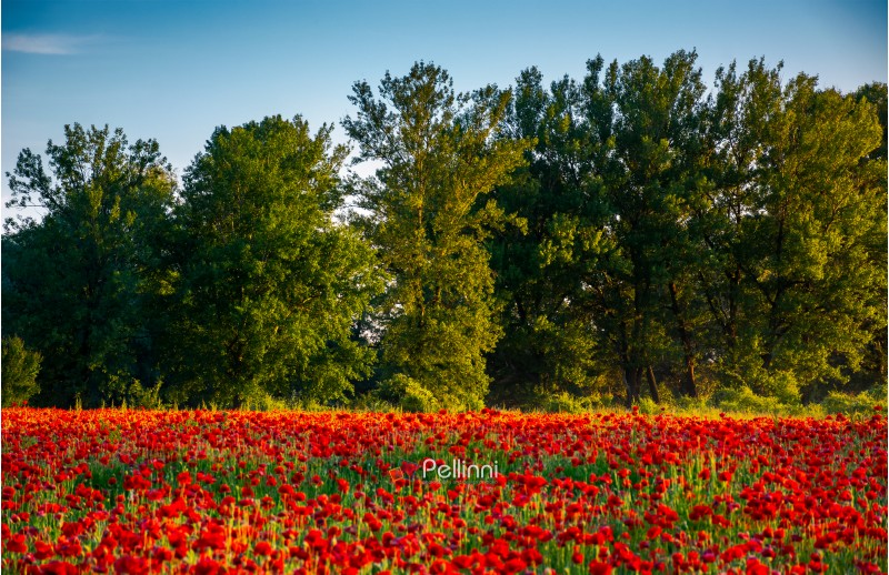 forest behind the poppy field. lovely nature scenery in evening light.