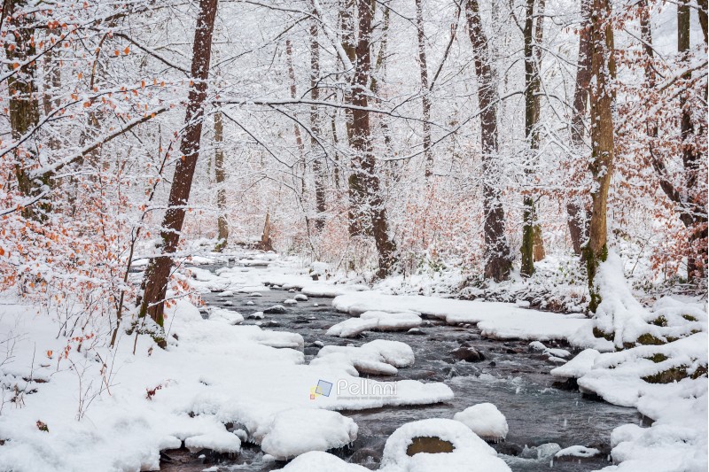 forest creek in winter forest. trees with weathered foliage along the snow covered shore. beautiful nature scenery