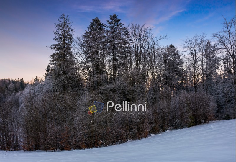 beautiful nature background of forest in hoarfrost on snowy hillside
