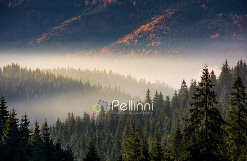 forest in valley at foggy sunrise. gorgeous mountain scenery in autumn