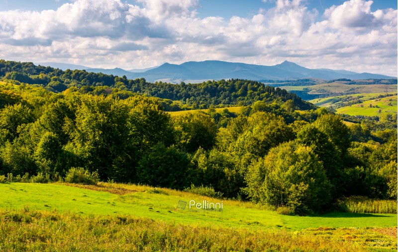 forest on a grassy hill in afternoon. Pikui mountain in the distance under the cloudy afternoon sky. Lovely Carpathian countryside