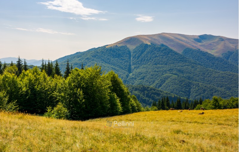 forest on a grassy meadow on top of a hill. beautiful summer landscape with high mountain in the distance