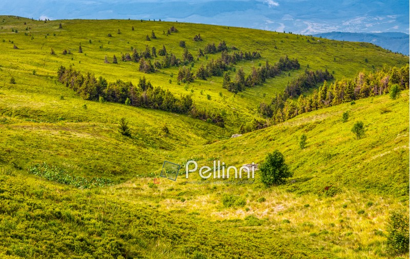 forest on a hill side meadow in high mountains. beautiful spring landscape in fine weather