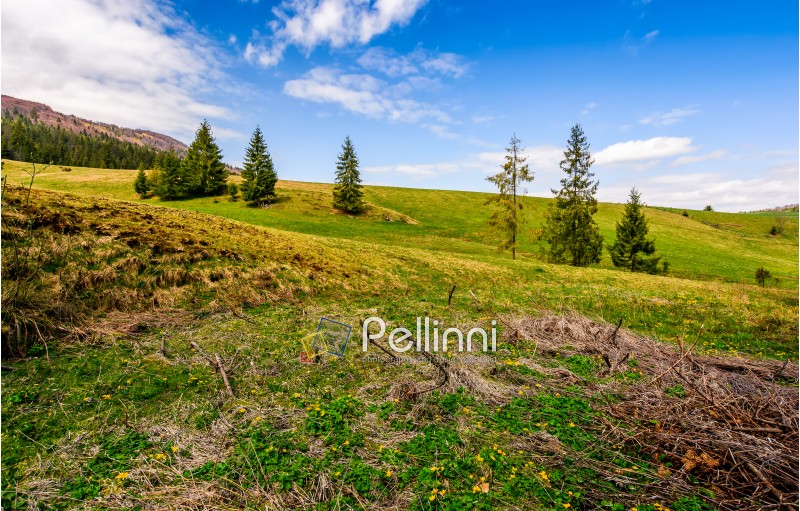 forest on a hill side meadow in high mountains. beautiful spring landscape in fine weather