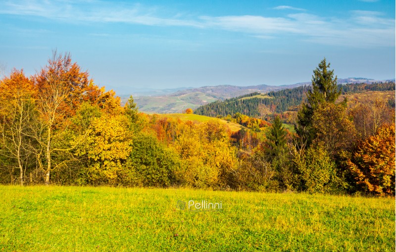 forest on grassy meadow in autumn at sunrise. forested mountains in the distance. colorful foliage on trees