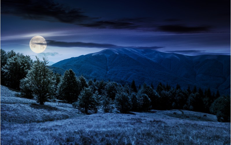 beech forest on grassy meadows in mountains at night in full moon light. beautiful Landscape at the foot of Carpathian mountain Apetska