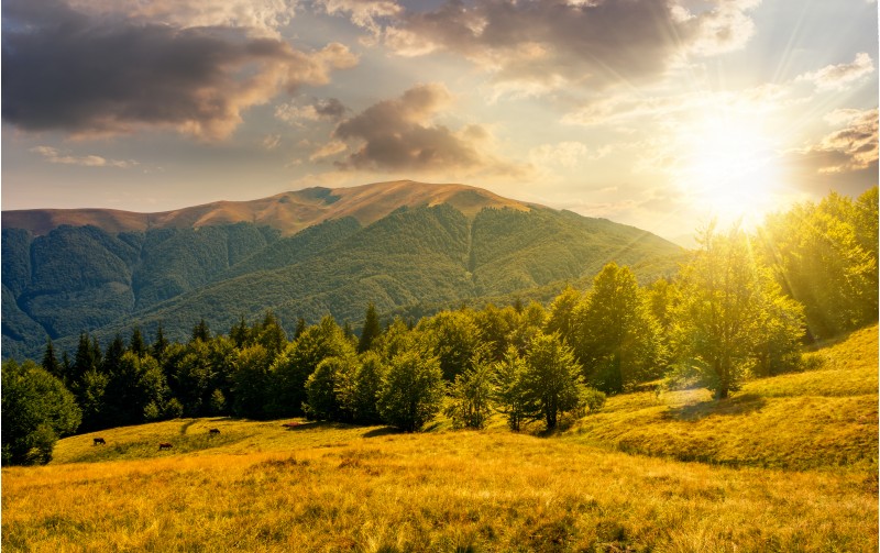 beech forest on grassy meadows in mountains at sunset. beautiful Landscape at the foot of Carpathian mountain Apetska