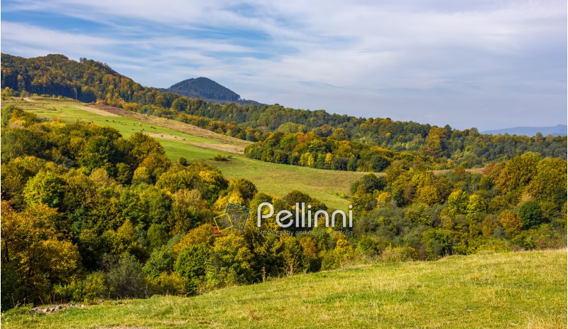 forest with colorful foliage on hills in mountainous countryside valley. lovely early autumn mountain wide landscape