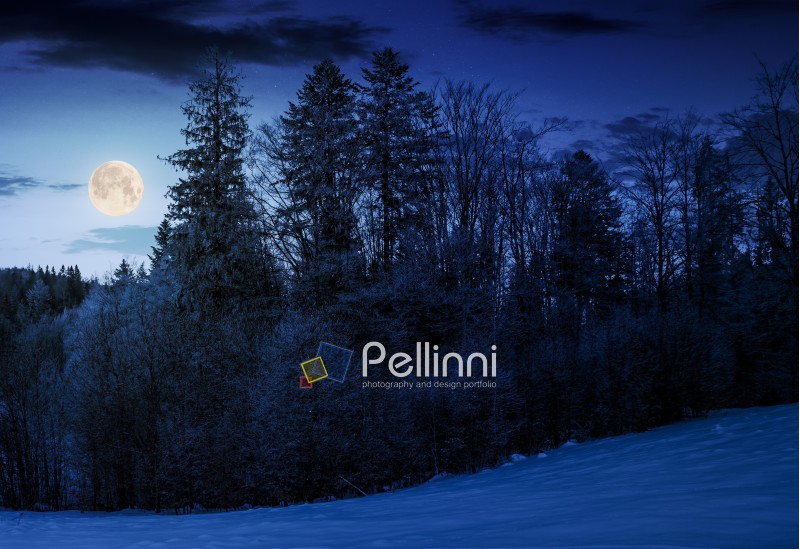 forest on snowy hillside at night in full moon light. beautiful nature background