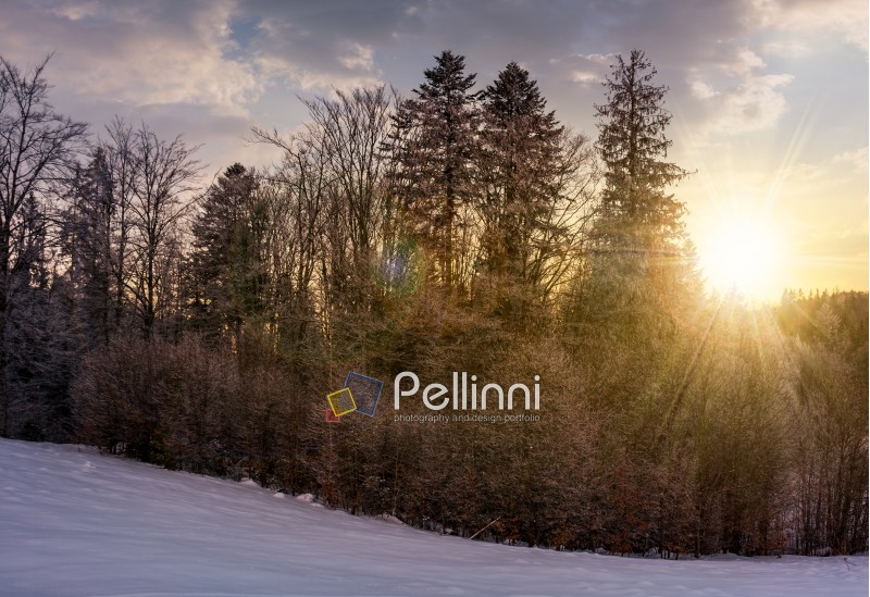 forest on snowy hillside at sunset. beautiful nature background