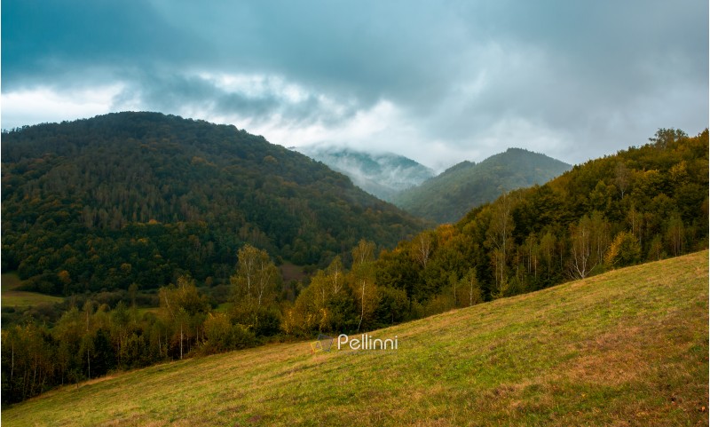 forest on the grassy hillside. moody autumn landscape in mountain. cloudy and foggy morning. trendy turquoise color toning