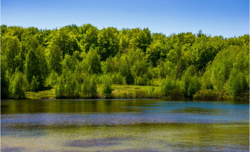 forest on the lake shore. lovely nature scenery on a bright springtime day