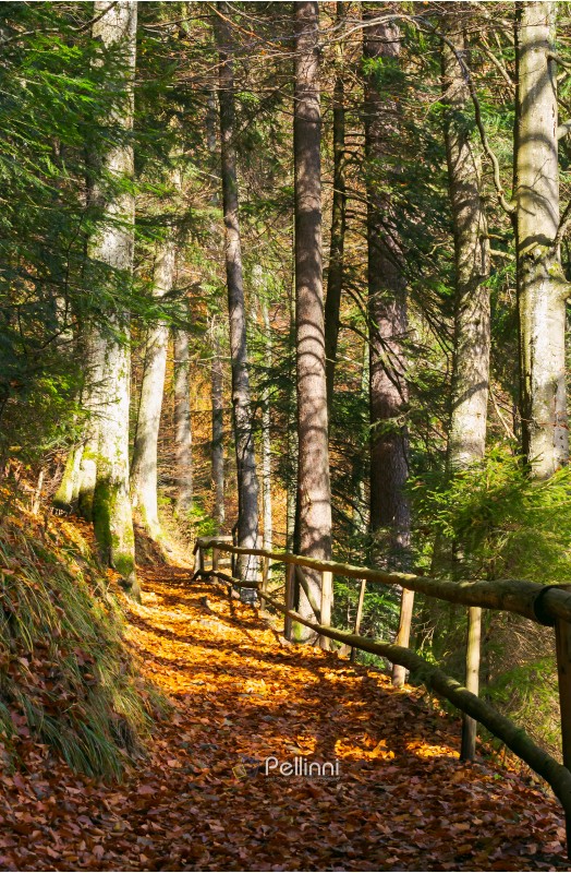 forest path covered in weathered foliage. wooden fence along the edge. beautiful autumn scene in evening light