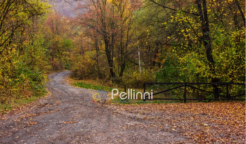 park; trail; path; forest; green; foliage; nature; scenic; trees; wood; tree; grass; autumn; wooden; walk; wilderness; old; season; outdoor; fence; bush; woods; road