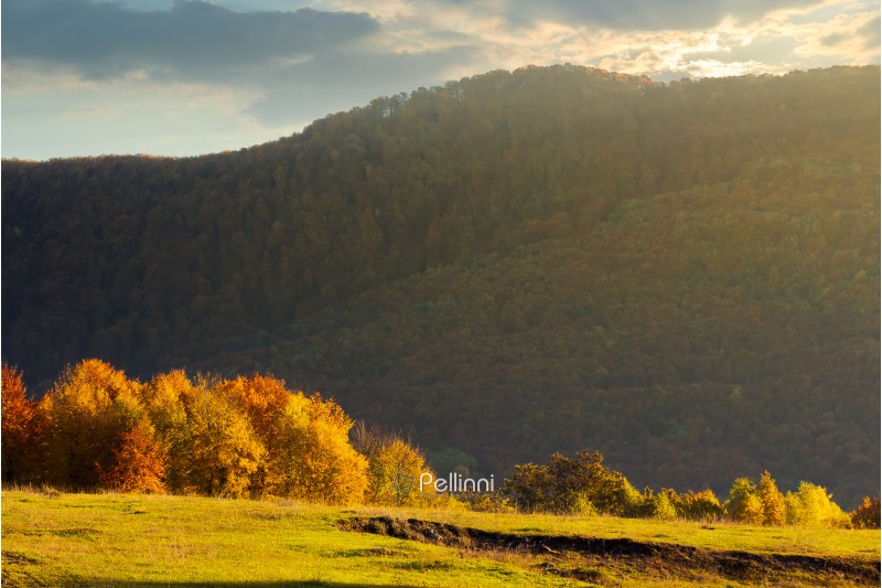 forest with orange foliage on a grassy meadow in mountains at sunrise in autumn