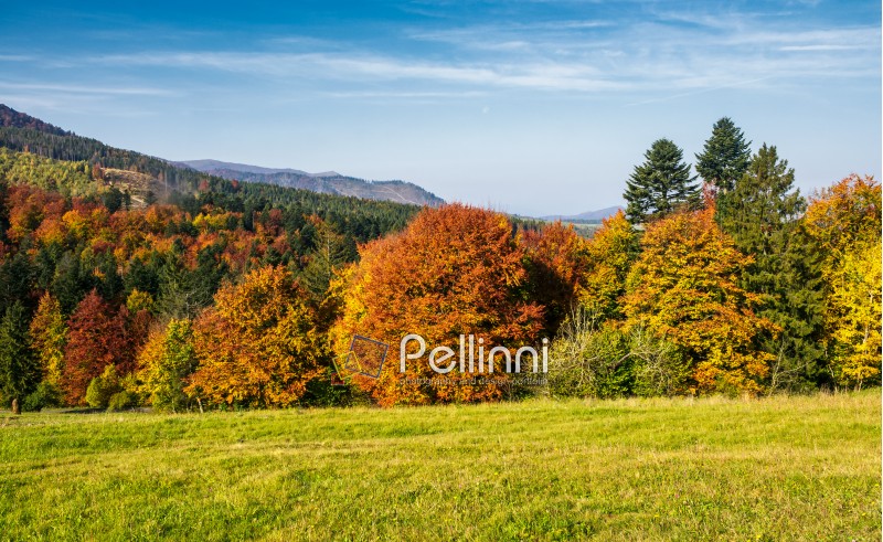 forest with red foliage on grassy hillside. beautiful landscape of Carpathian mountains in autumn