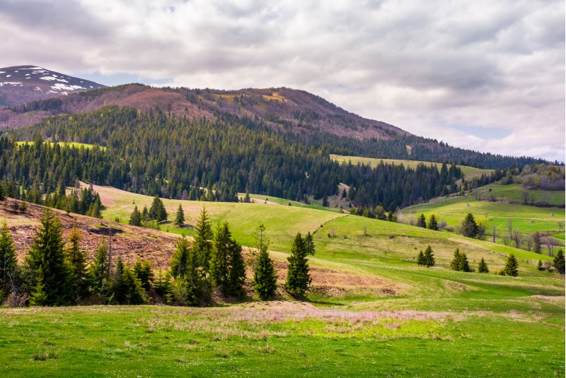 forested hills of Borzhava mountain ridge. beautiful nature scenery with grassy meadows on an overcast springtime day