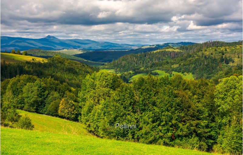 forested hills of Carpathian mountains. wonderful landscape in early autumn on a cloudy day. Pikui mountain in the far distance.
