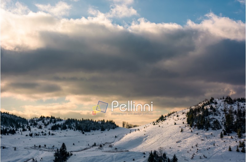forested hillside covered with snow. lovely winter nature scenery