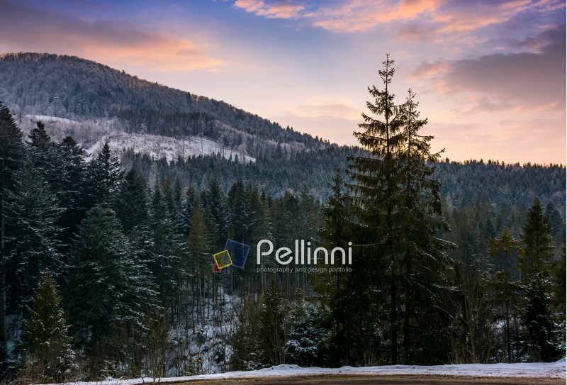 forested mountain at winter sunset. beautiful nature scenery