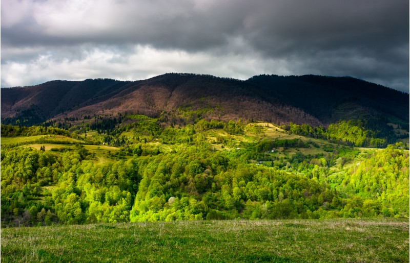 forested mountain slopes in springtime. lovely countryside landscape of Carpathian mountainous rural area under the cloudy sky